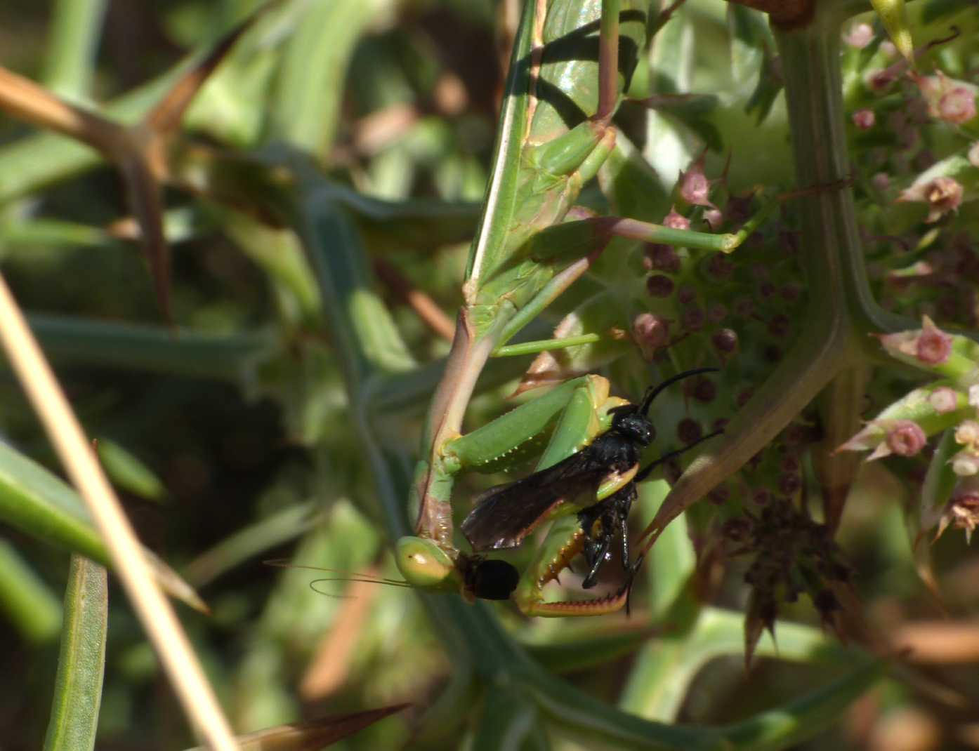 Iris oratoria a caccia di imenotteri